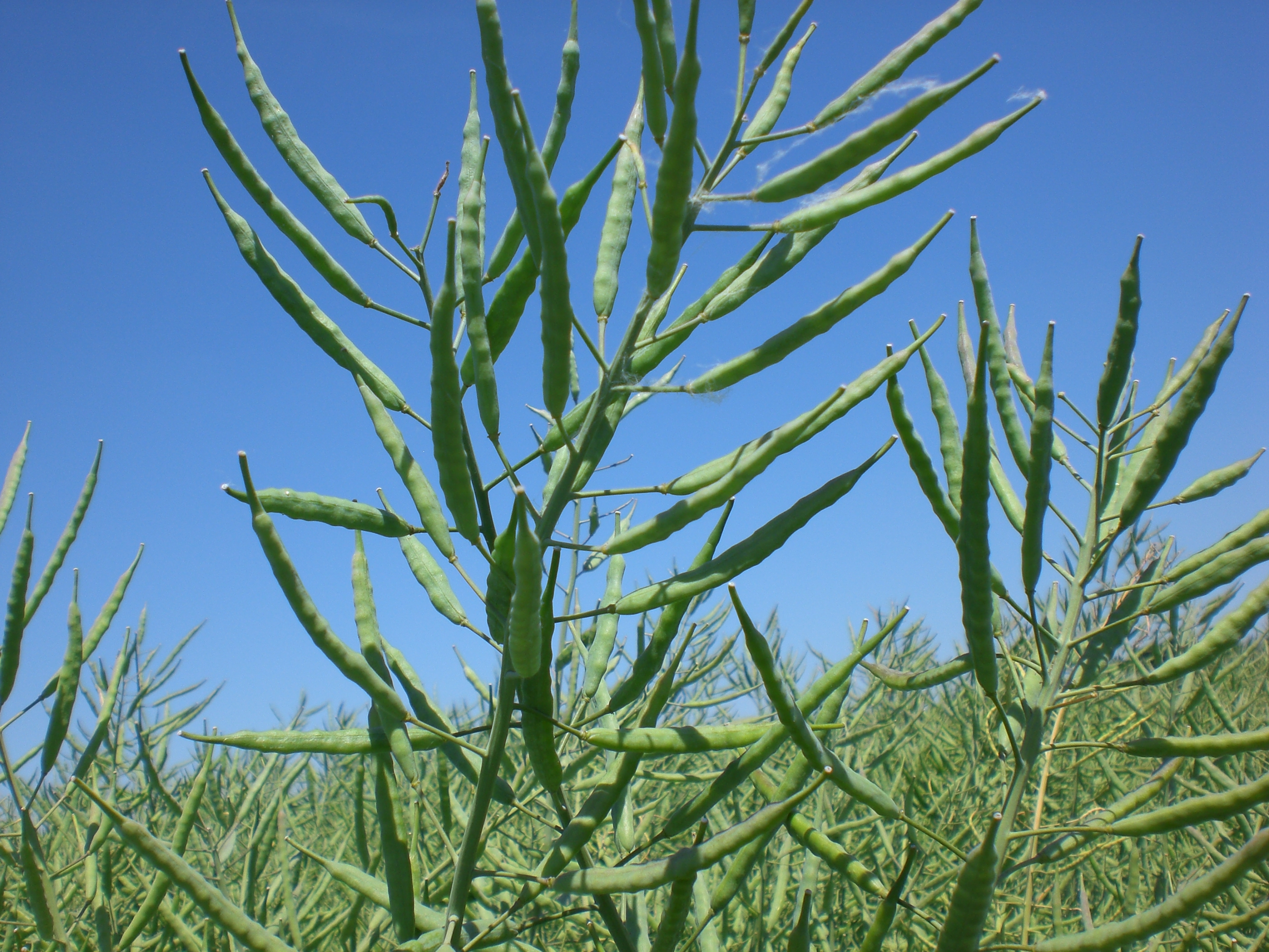 Nasiona rzepaku już w przedsprzedaży 